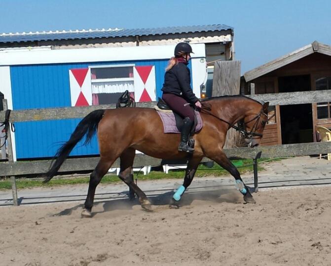 B&B Boerderij Rust, In Pipowagens! Den Helder Exteriör bild